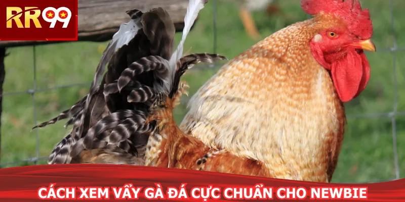 Cách xem vẩy gà đá cực chuẩn cho newbie
