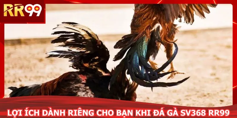 Lợi ích dành riêng cho bạn khi đá gà SV368 RR99