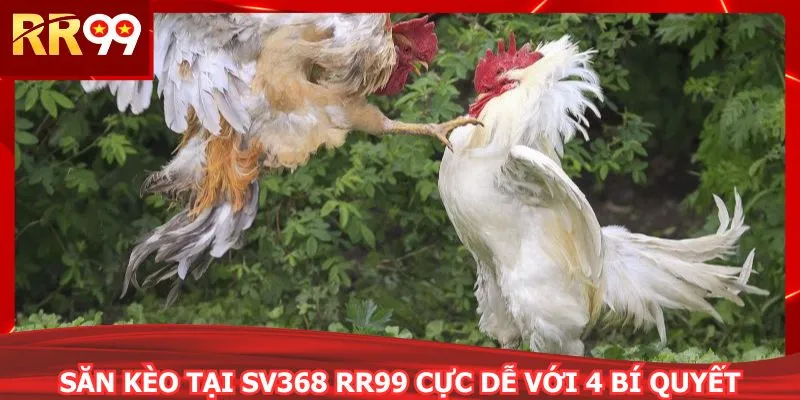 Săn kèo tại SV368 RR99 cực dễ với 4 bí quyết